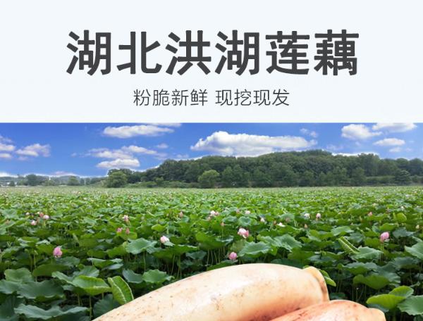 【湖北特产】华朴上品 正宗洪湖莲藕5斤装 新鲜煲汤粉藕现挖带泥