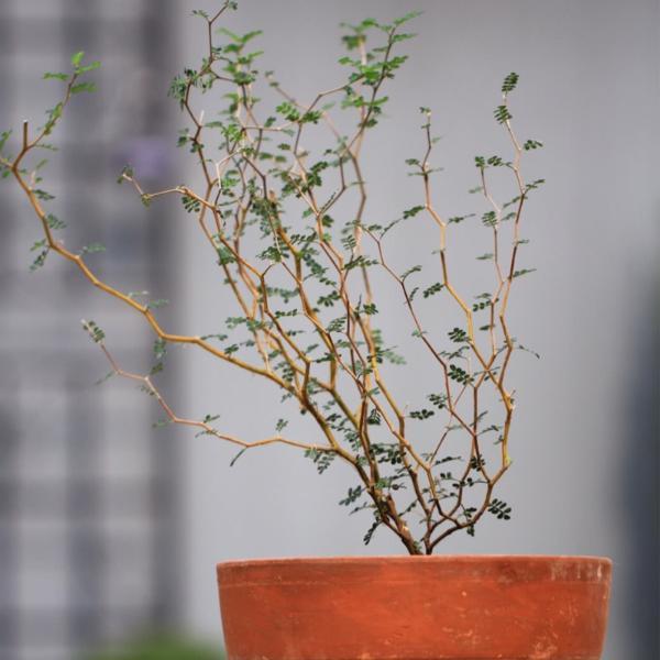 h新西兰网红童话树sophora little baby 观赏绿植盆栽刺槐 净化空气
