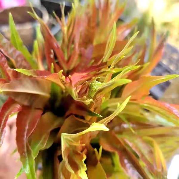香椿芽 头茬红香椿头叶苗香春芽新鲜蔬菜 叶苗香春 2斤
