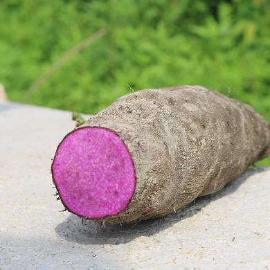 现挖现发】江西特产 三百山 新鲜紫山药5斤大薯脚板薯 毛薯 紫玉淮山