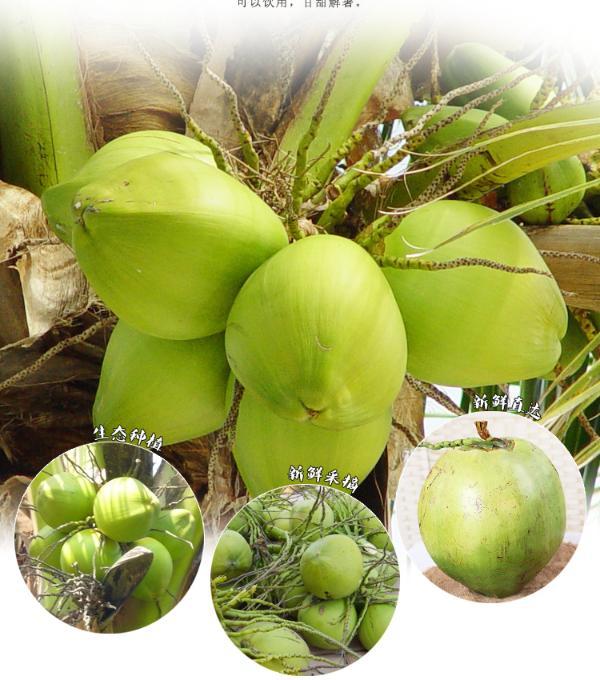 海南椰子大果9个装应当季热带孕妇水果特产新鲜现摘现发椰青水