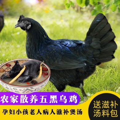 烏雞土雞農家散養烏骨雞肉整隻廣西五黑雞老母雞走地笨雞草雞煲湯滋補