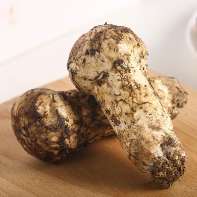 亦见甘孜州雅江新鲜松茸35cm500g顺丰包邮