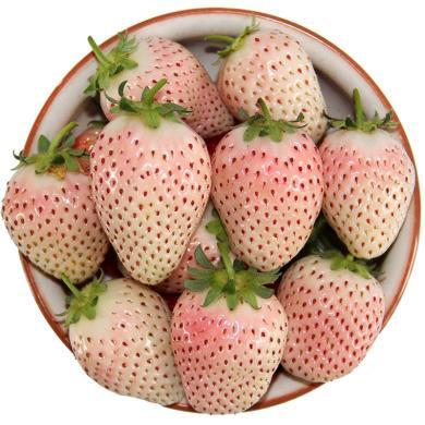 【顺丰包邮】淡雪白草莓礼盒1斤-3斤单果25g+ 20枚/盒 多规格可选 新鲜水果鲜嫩多汁味道巨浓-WY