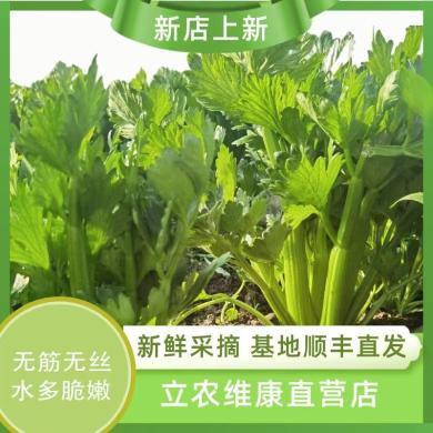 【云南特产】云南曲靖 高原“立农维康”水果西芹