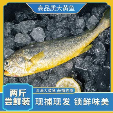 【福建特产】霞浦野化有机高品质黄花鱼冰鲜大黄鱼两斤尝鲜装