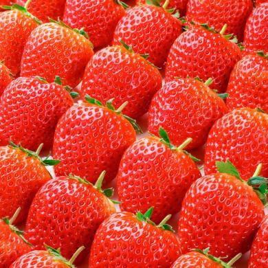 【顺丰包邮】辽宁特产 丹东99草莓2.8斤装30-35g/35g以上 多种规格可选 新鲜水果礼盒装 -GA
