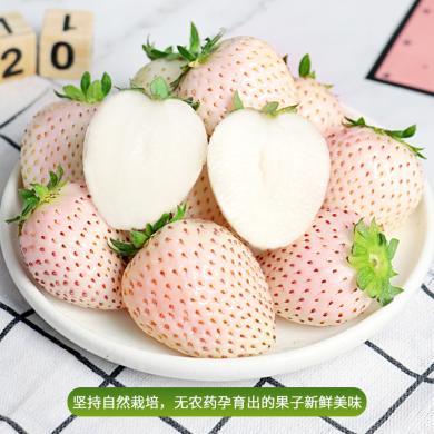 【顺丰包邮】淡雪白草莓1-3斤 单果27g+ 9枚/盒 多规格可选  新鲜水果白草莓牛奶草莓个大饱满-WY