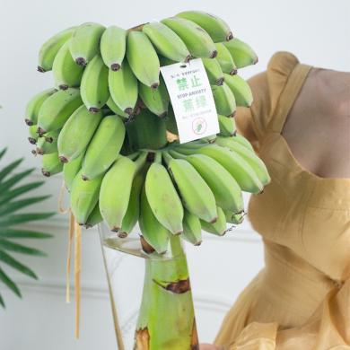 预售3-5天发货【禁止焦绿】整串办公室水培香蕉禁止蕉绿静止芭蕉桌面绿植小米蕉可食用