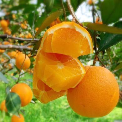 【湖北特产-顺丰包邮】HUAPU 秭归伦晚脐橙4.5斤/9斤酸甜新鲜水果橙子产地直发