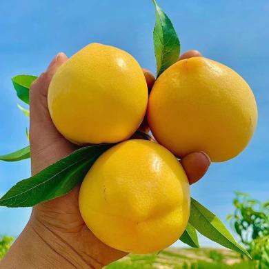 【山东特产】HUAPU 桃子山东黄金油桃4.5斤新鲜水果黄油桃