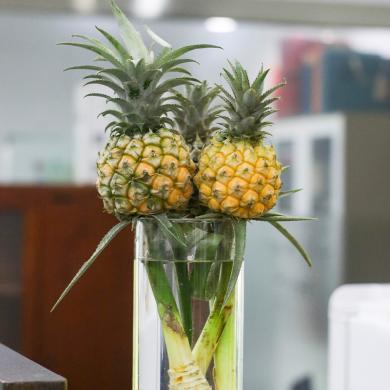 水培黑凤梨鲜水培菠萝可食用菠萝直发办公室摸鱼植物动感光菠