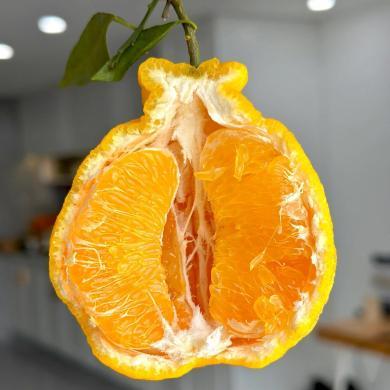 【四川特产】柠檬不知火丑橘柑橘耙耙柑桔子蜜桔当季新鲜水果