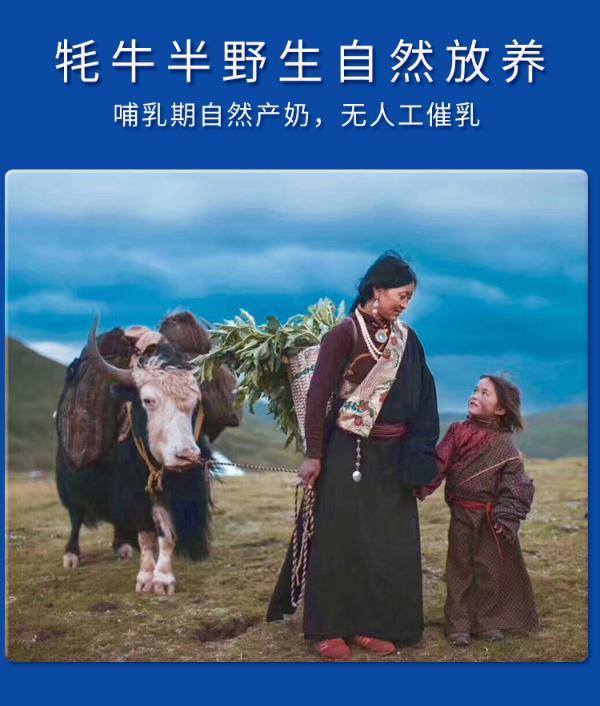 西藏高原之宝有机牦牛奶(牦牛装)箱装200mlx6支礼盒装 送礼佳品
