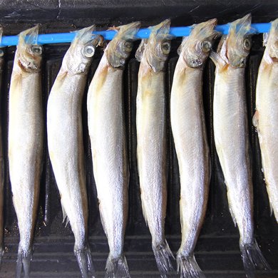 多春鱼满籽150克3盒崇鲜顺丰包邮冷冻海鲜烧烤煎带籽鱼