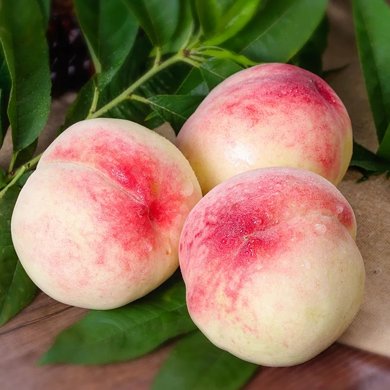 华朴上品 四川胭脂脆桃 水蜜桃 16个装 单果200-250g